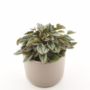 Peperoomia ‘Napoli Nights’ P10,5