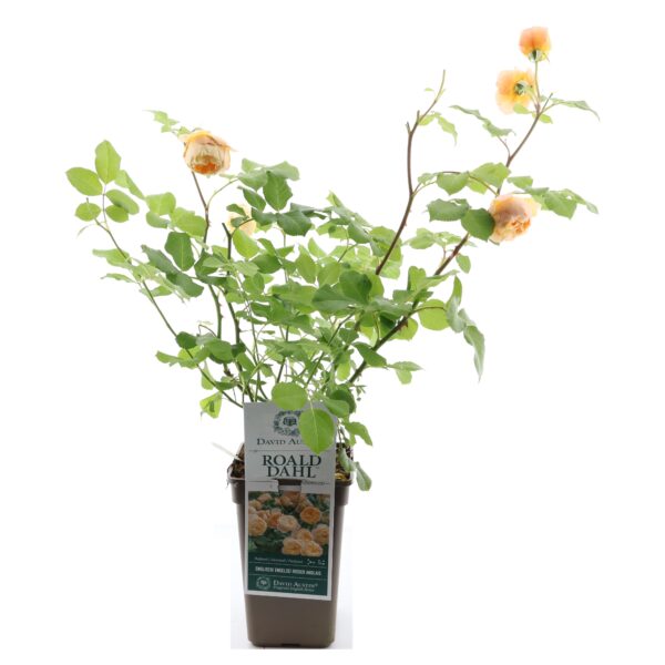 Inglise peenraroos 'Roald Dahl' P17