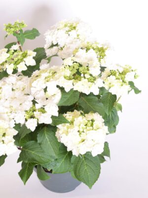 Suurelehine hortensia P23 erinevad