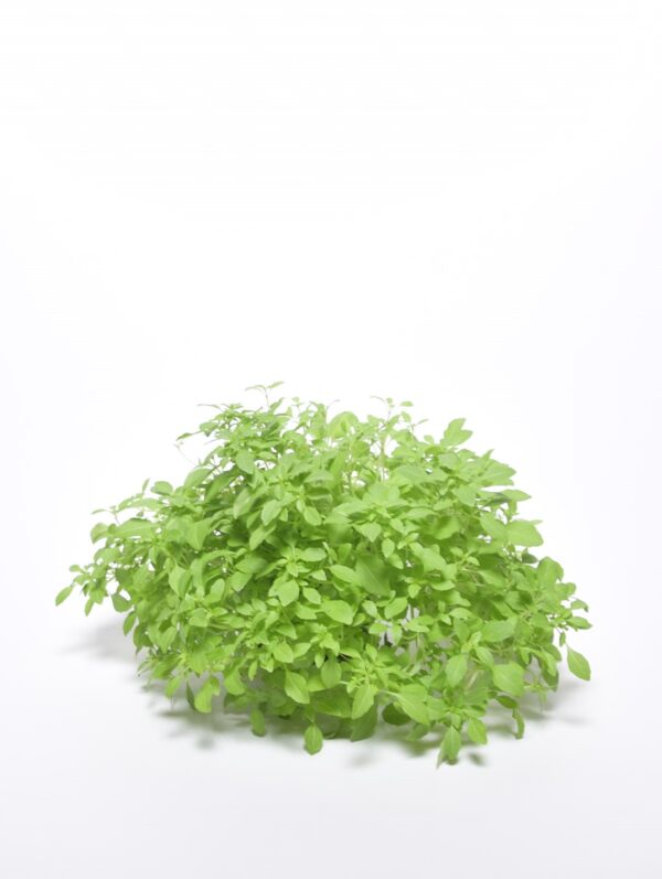 Kreeka basiilik P12 /Eestis kasvatatud