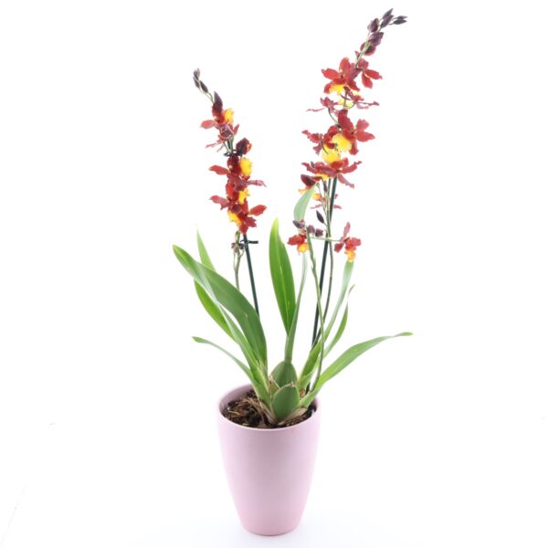 Kambria P12 erinevad 2 õievart