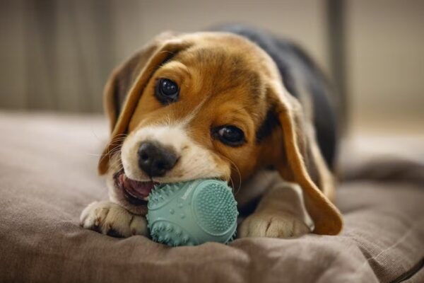 Mänguasi kummist dental pall d5 roheline