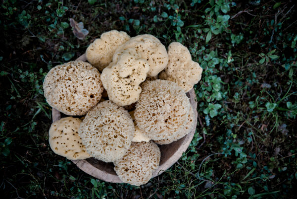 Merekäsn, keskmine (14cm)