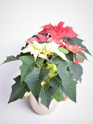 Jõulutäht P10,5 Eestis kasvatatud