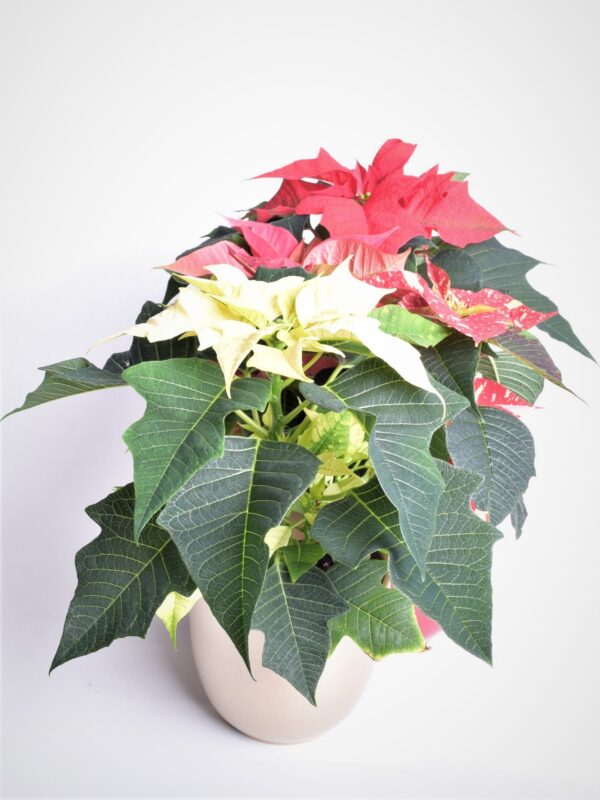 Jõulutäht P10,5 Eestis kasvatatud