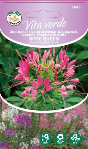 Ämbliklill ‘Rose Queen’