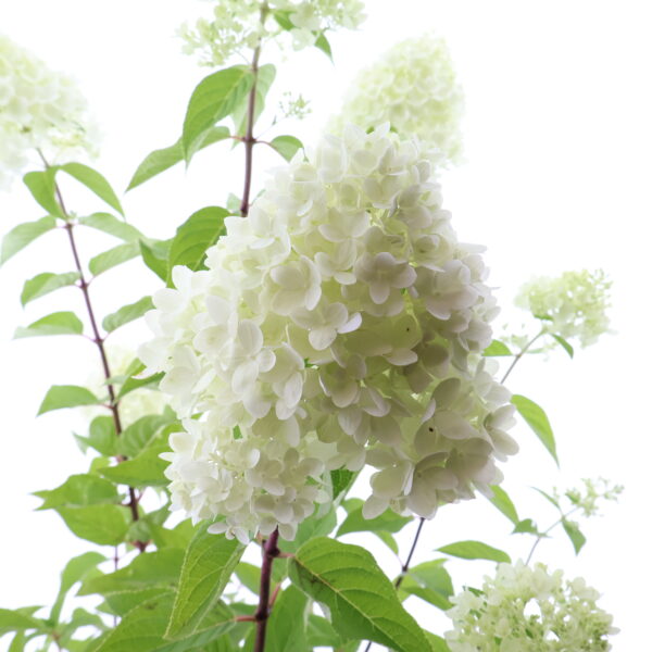 Aedhortensia Gardenlights 'RedLight' P23 40cm