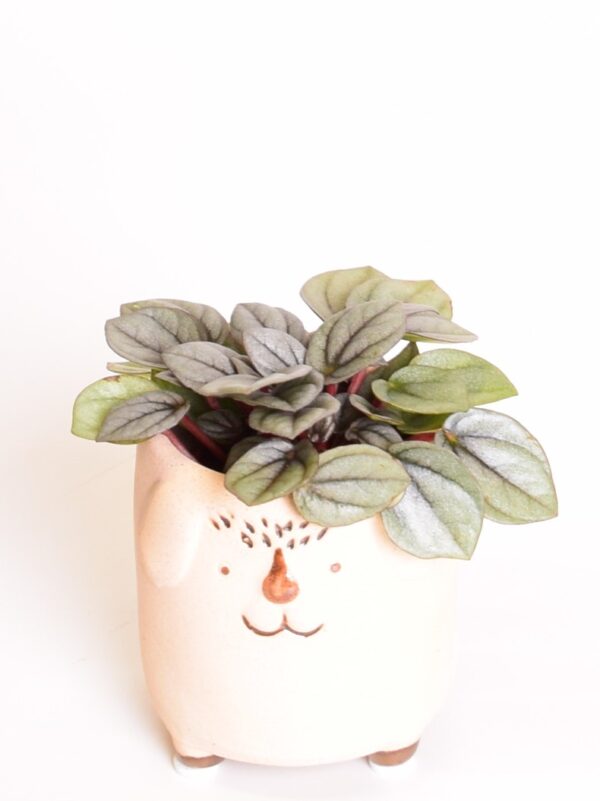 Peperoomia 'Milano' P5,5