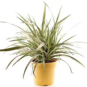 Asteelia ‘Silver Shadow’ P19