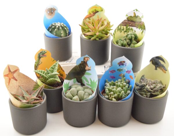 Sukulent/kaktus P10 erinevad