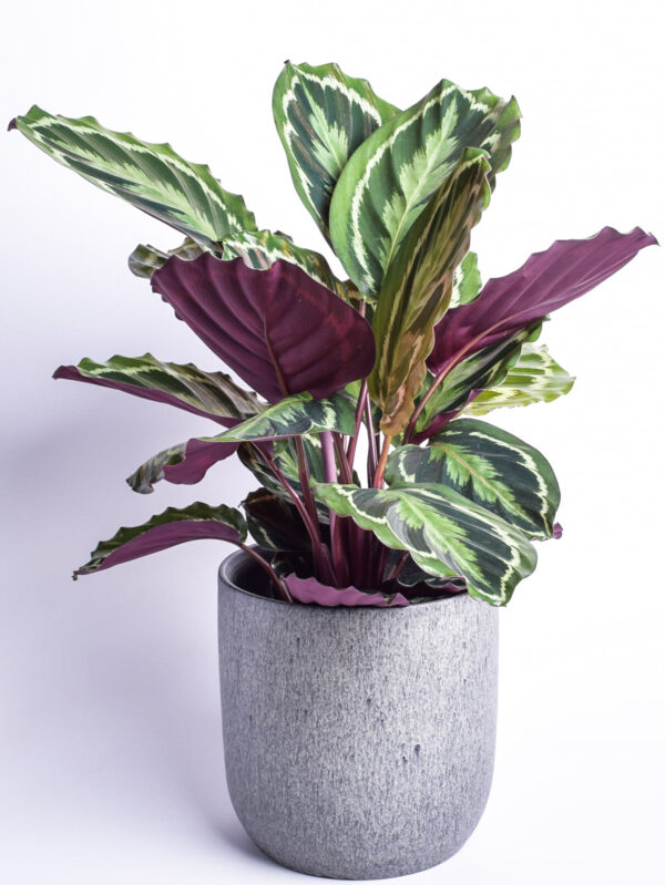 Uhke tiigerlehik 'Medallion' P19 40cm