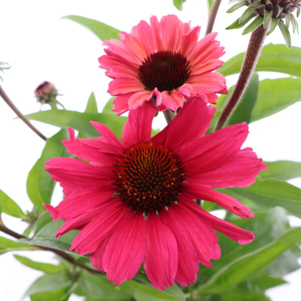 Punane siilkübar 'Sunseekers Carmine' P19 Eestis kasvatatud