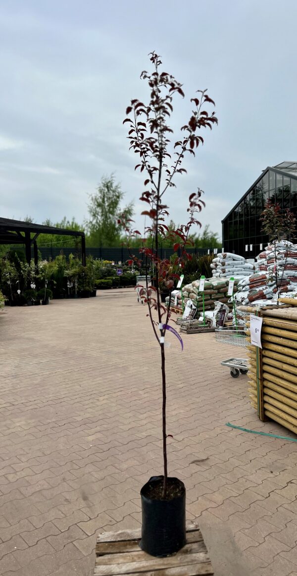 Iluõunapuu 'Signe' P26 100cm Eestis kasvatatud