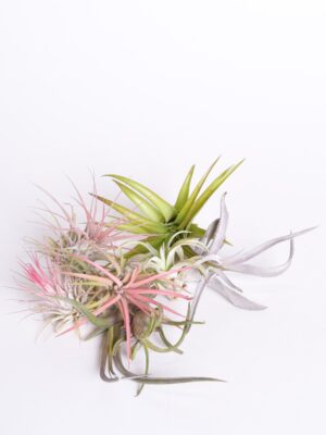 Tillandsia ehk õhulill erinevad (potita) 1tk