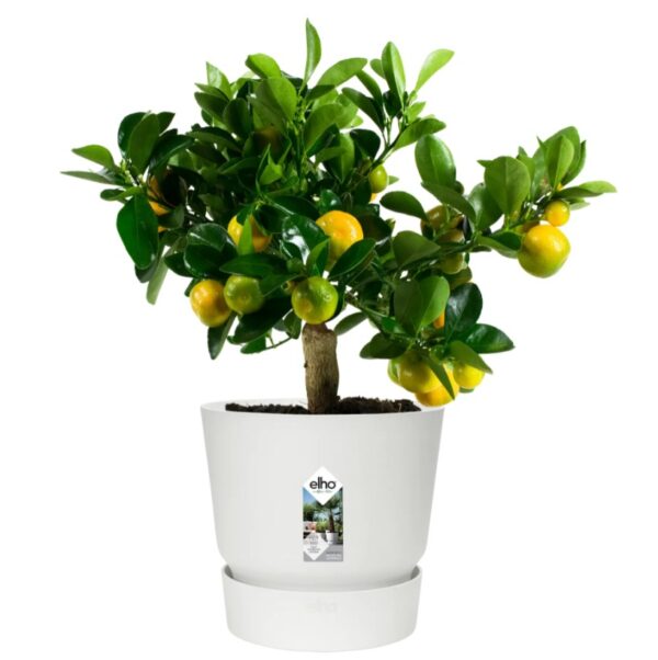 Õuepott Greenville alusega Ø47cm valge