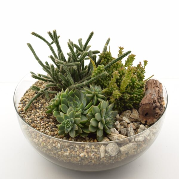 Sukulentide seade 23027 klaaskausis