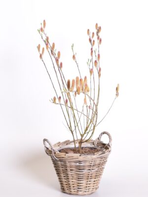 Pikaemakaline paju ‘Mount Aso’ P17/P19