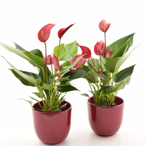 Flamingolill 'Banderola Roja' P9