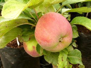 Suvine sammasõunapuu ‘Ciepa’ C8 40cm /Eestis kasvatatud