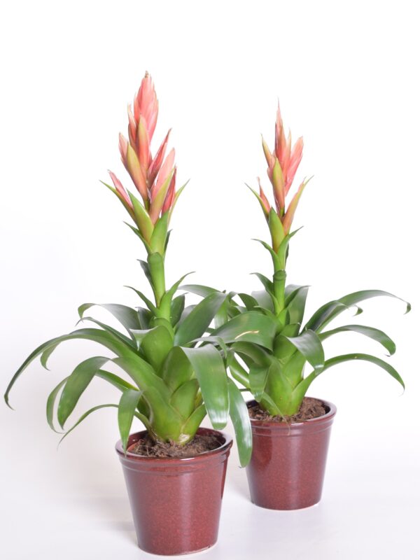 Tillandsia 'Ziva' P12