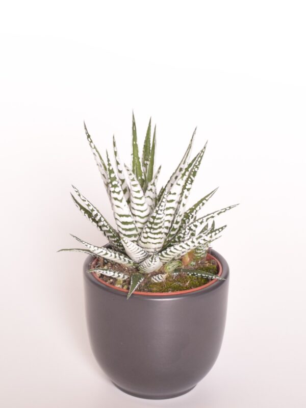 Vöödiline havortia 'Alba' P8,5