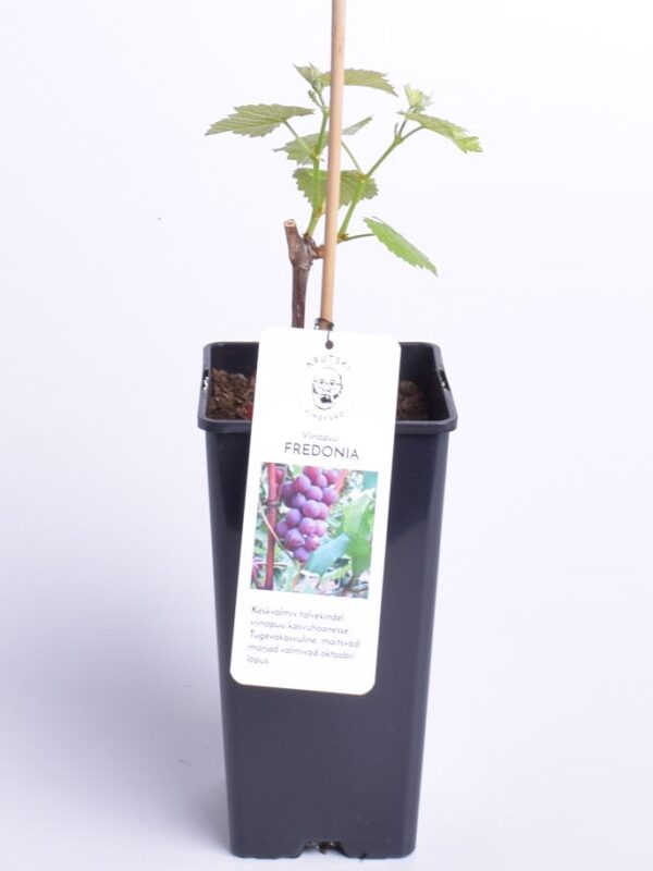 Viinapuu 'Fredonia' P17 Eestis kasvatatud