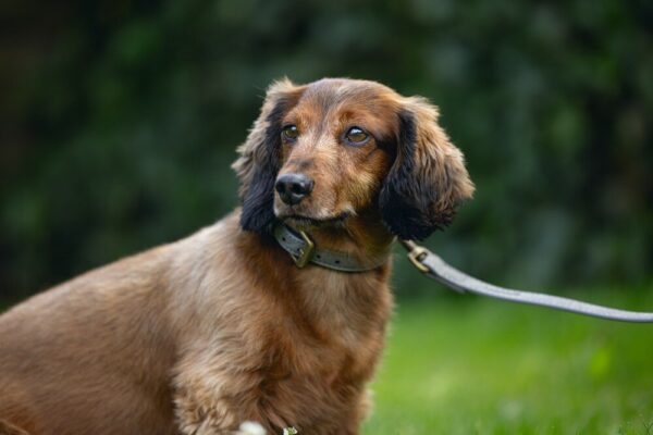 Kaelarihm BZ Balacron 21-26x1cm hall