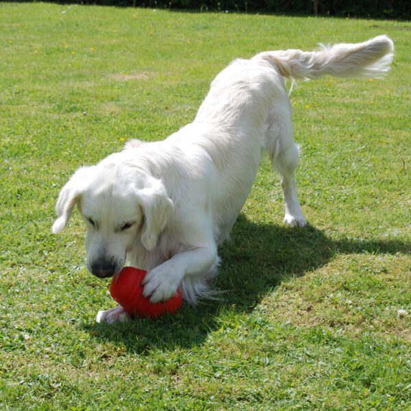 Maiusepall DogPyramid Large Roosa