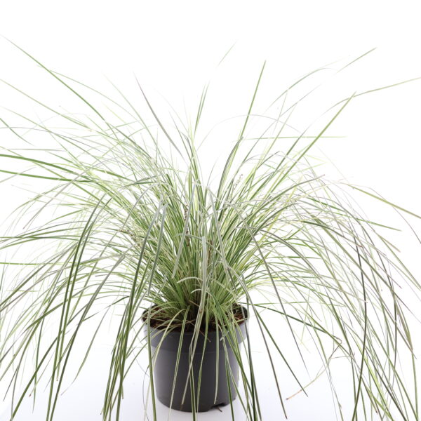 Pikk raudleht 'White Sands' P23