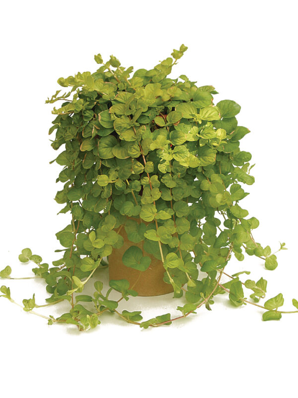 Roomav metsvits 'Aurea' 10tk