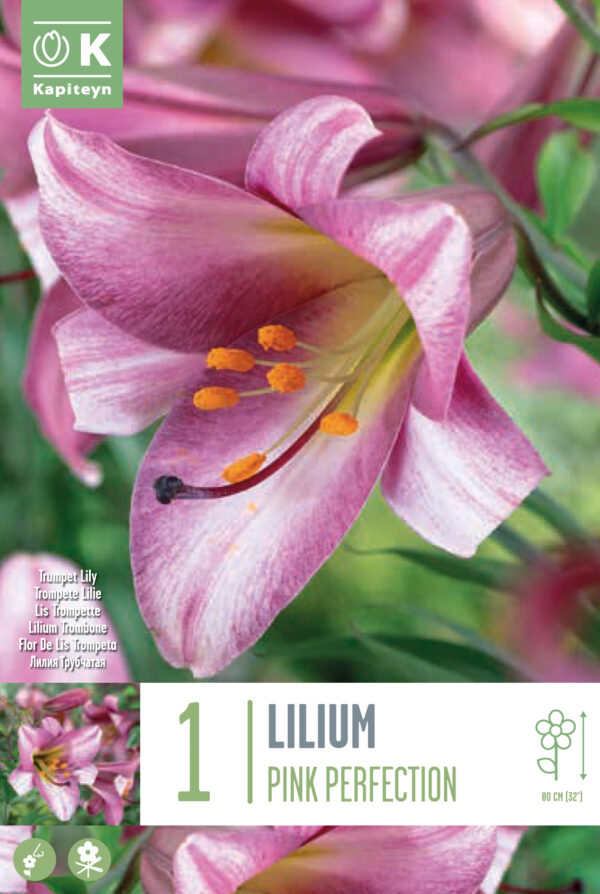 Liilia 'Pink Perfection' 1tk