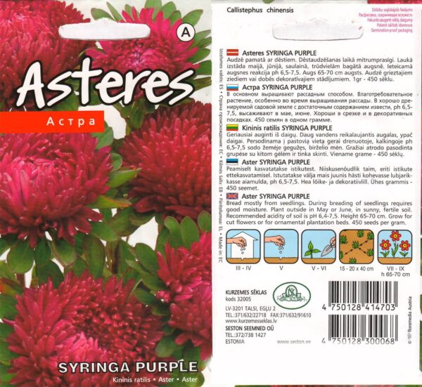 Aedaster 'Syringa Purple'