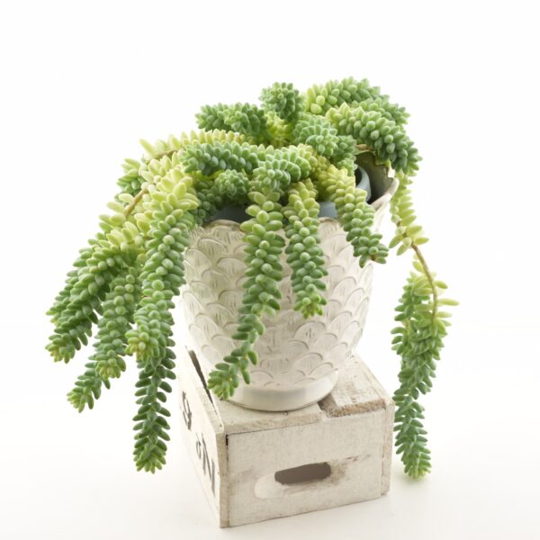 Saba-kukehari P14 amplis