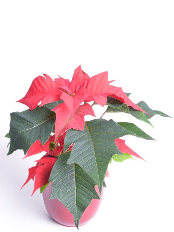 Jõulutäht P10,5 Eestis kasvatatud