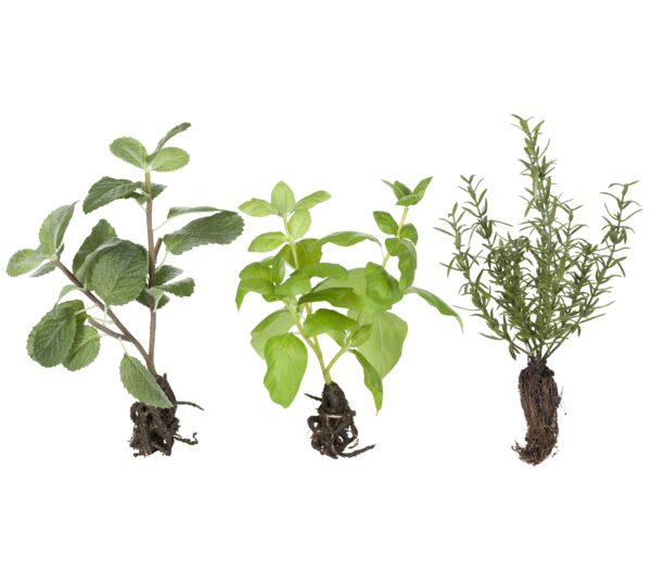 Kunstmaitsetaim Flora 24x8cm