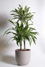 Dereema draakonipuu ‘Lemon Lime’ P21 80cm 3tüve