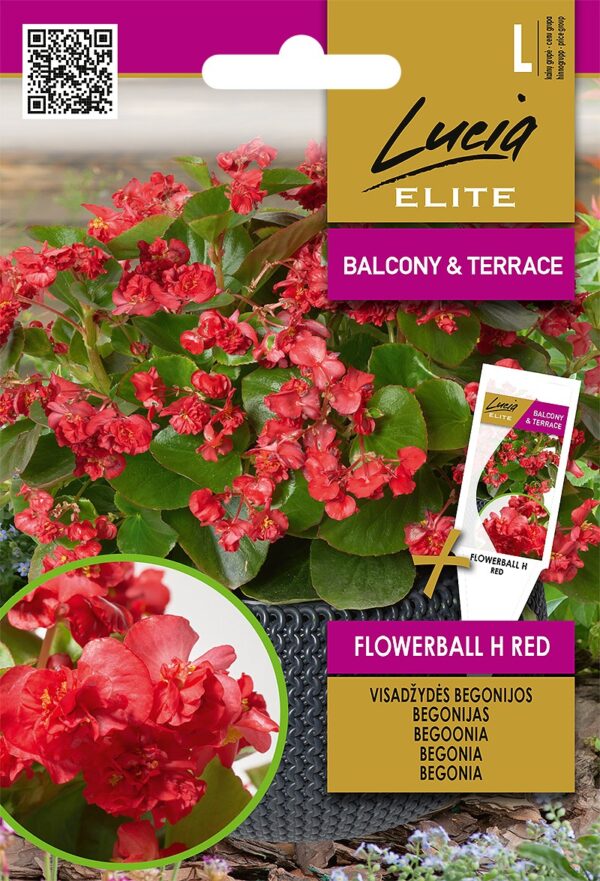 Hübriidbegoonia 'Red Flowerball' H 30s