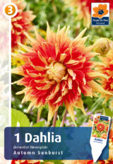 Daalia ‘Autumn Sunburst’ 1tk