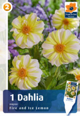 Daalia ‘Fire & Ice Lemon’ 1tk