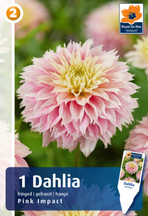 Daalia ‘Pink Impact’ 1tk