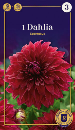 Daalia ‘Spartacus’ 1tk