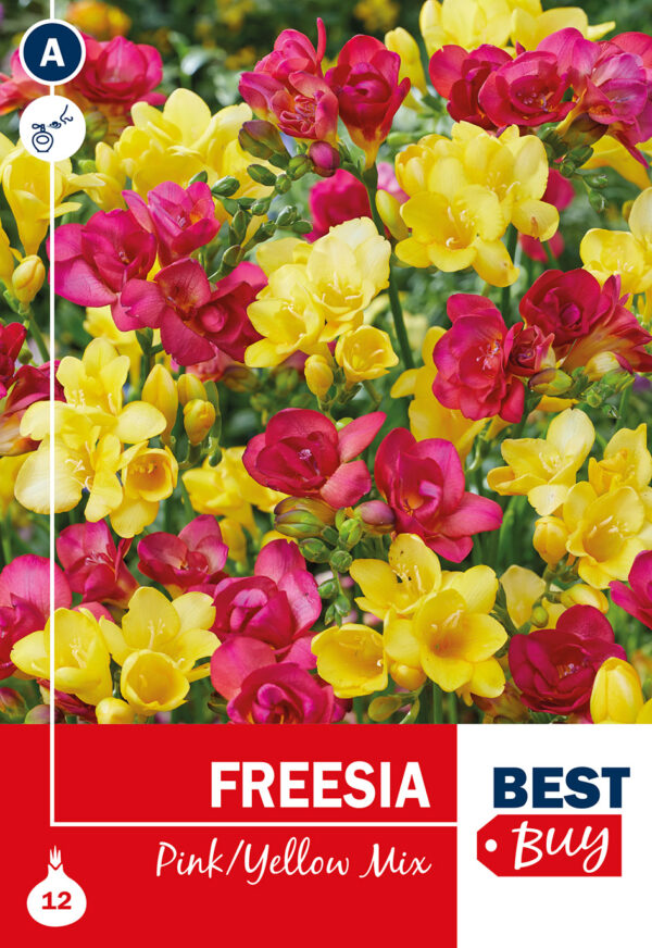 Freesia roosa/kollane segupakend