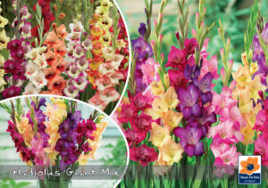 Gladiool ‘Giant Mix’ 20tk