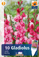 Gladiool ‘Glamini Kelly’ 10tk