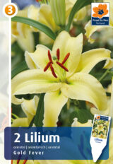 Liilia ‘Gold Fever’ 2tk