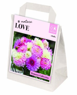 Daalia ‘Bouquet Romance’ 4tk