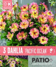 Daalia ‘Pacific Ocean’ 3tk