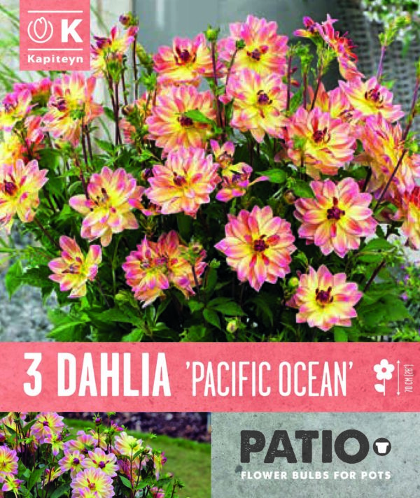 Daalia 'Pacific Ocean' 3tk