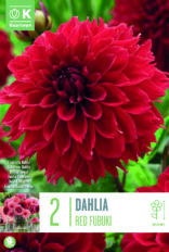 Daalia ‘Red Fubuki’ 2tk