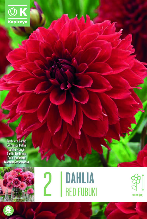 Daalia 'Red Fubuki' 2tk